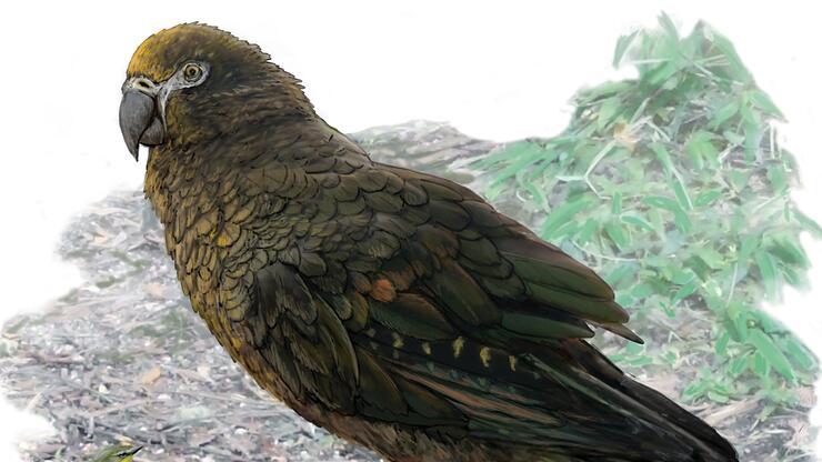 "Dünyanın en büyük papağanının" kalıntıları bulundu