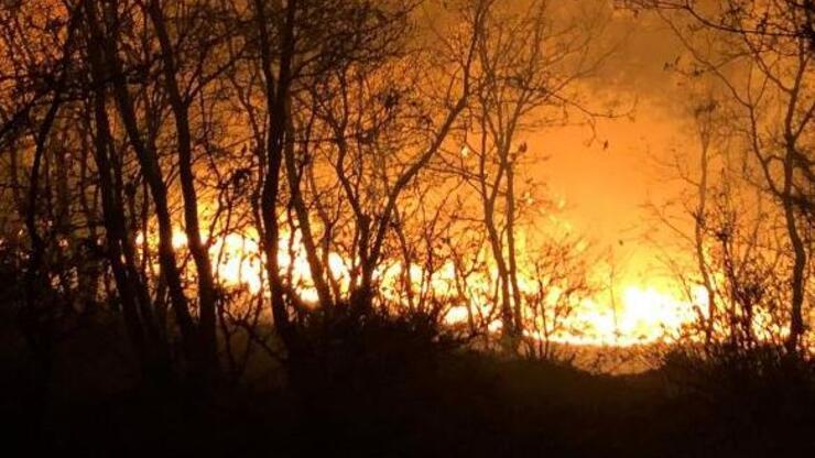 Orman yangınında 1 hektarlık alan zarar gördü
