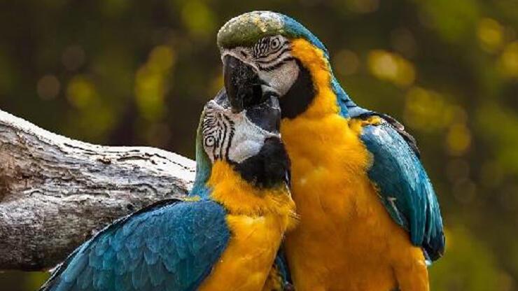 Karantinada papağanlar birbirlerine küfür öğretti