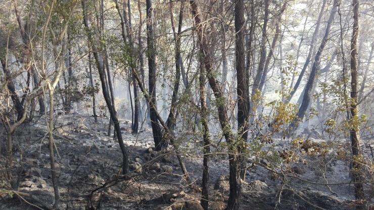 Manavgat'ta orman yangını! Kontrol altına alındı
