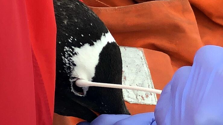 Türk bilim insanı Antarktika seferinde penguenlerde 5 yeni bakteri türü keşfetti