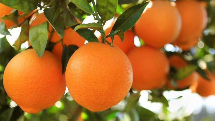 Portakalın Faydaları Nelerdir? Portakal Hangi Rahatsızlıkları, Hangi Hastalıkları Önler?