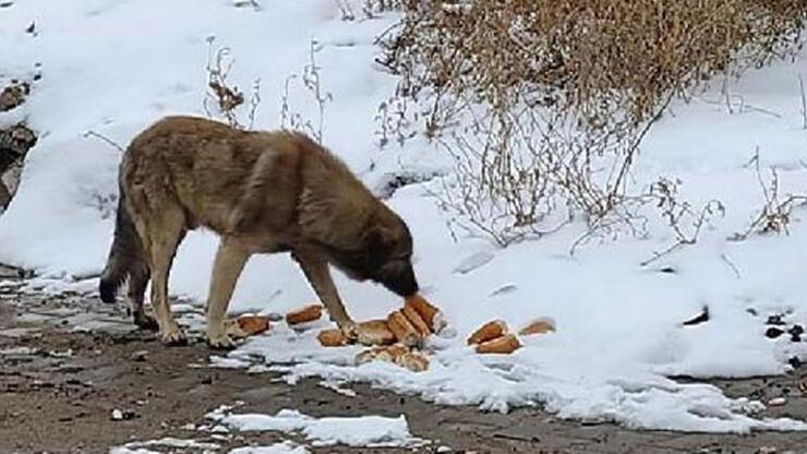 Yiyecek bulamayan sokak hayvanlarına vatandaş sahip çıktı