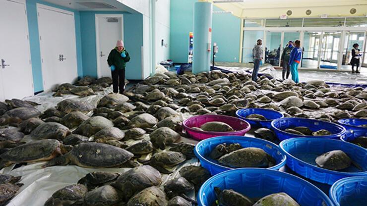 Teksas’ta binlerce deniz kaplumbağası soğukta donmaktan kurtarıldı
