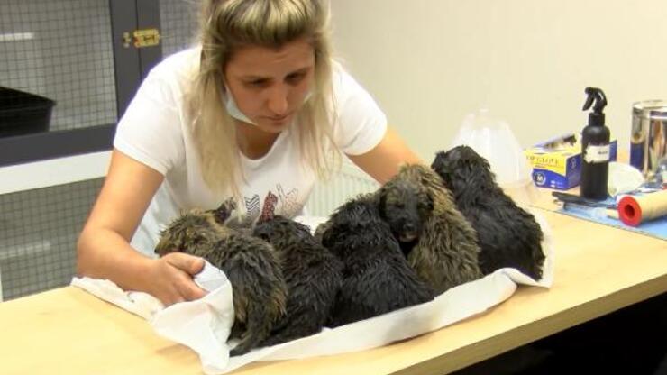 Foseptik çukurunda bulunan 6 yavru köpek tedaviye alındı
