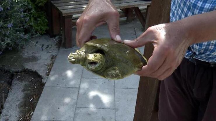 Nesli tükenmek üzere olan Fırat Kaplumbağası Beylikdüzü'nde bulundu