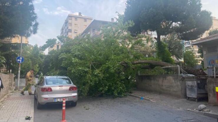 Kadıköy'de dut ağacı park halindeki otomobilin üstüne devrildi