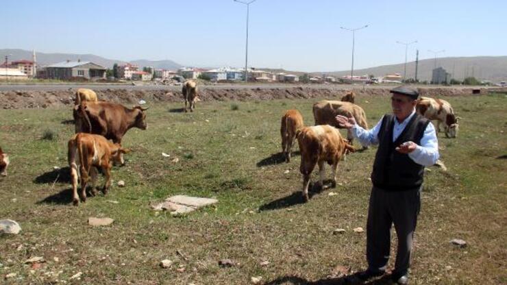 Ardahan'da hayvanlar, kuraklık nedeniyle ot bulamıyor