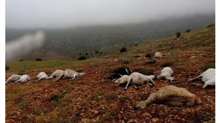Giresun'da yıldırım düştü: 20 hayvan öldü 