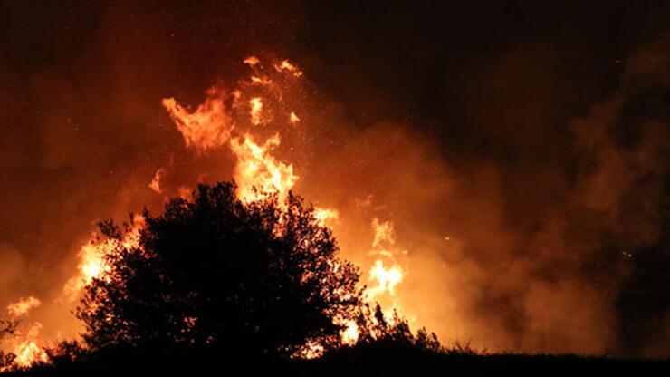 Adana'da tarladan ağaçlık alana sıçrayan anız yangını kontrol altına alındı