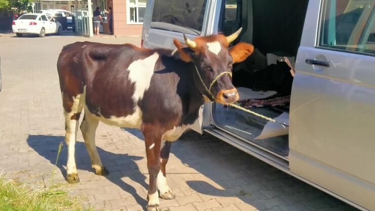 Polisin durdurduğu araçtan, çalınan gebe inek çıktı
