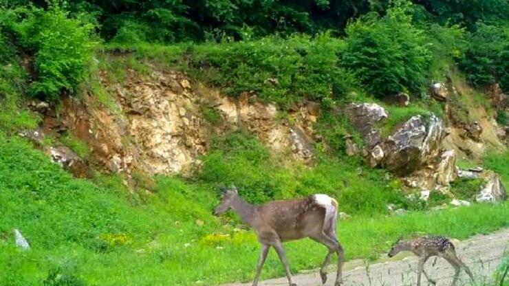 Bursa'da kızıl geyikler fotokapanda