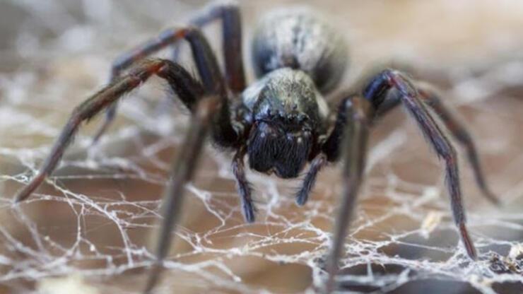 Rüyada Örümcek Görmek Ne Anlama Gelir? Rüyada Evde Büyük Örümcek Görmek Nasıl Yorumlanır?
