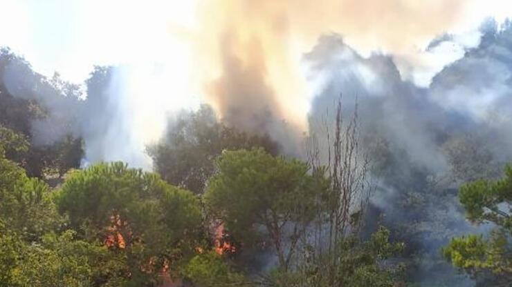 Üsküdar'da ormanda yangını