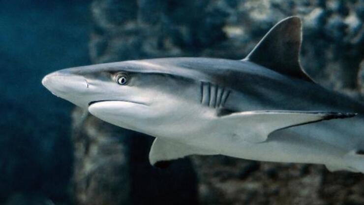 3 bin 493 köpekbalığı yüzgecine el konuldu