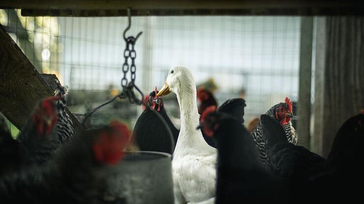 Japonya'da kuş gribi paniği! 143 bin tavuk itlaf edilecek