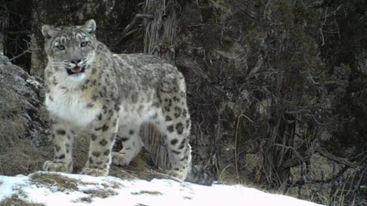 ABD’de 3 kar leoparı Kovid-19’dan öldü