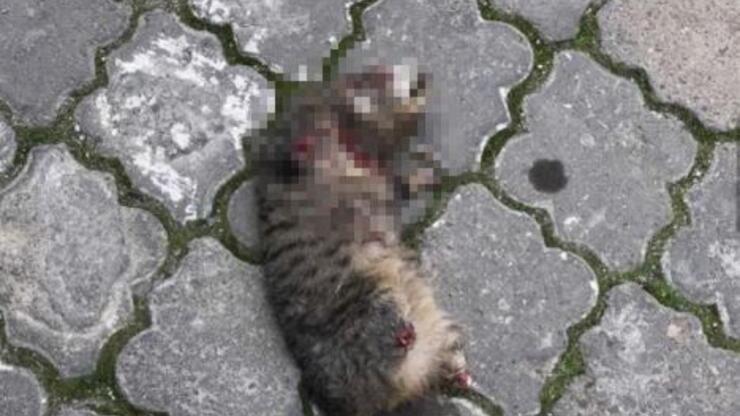 Turgutlu'da seri kedi katili aranıyor