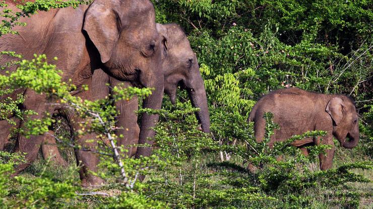 Sri Lanka’da yaban hayatı plastik tehdidi altında! 2 fil daha öldü