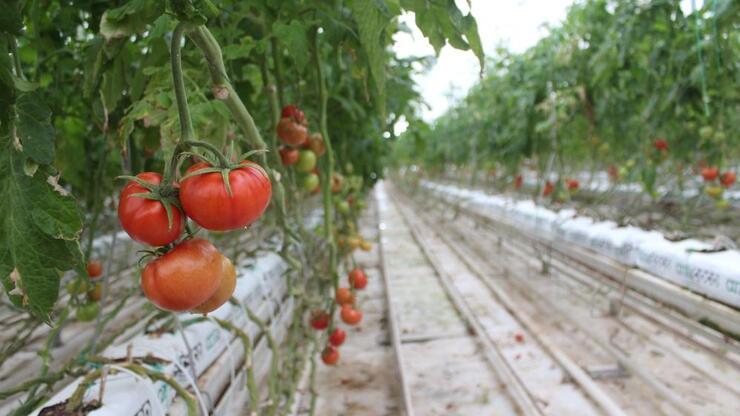 Eksi 40 derecede domates ürettiler