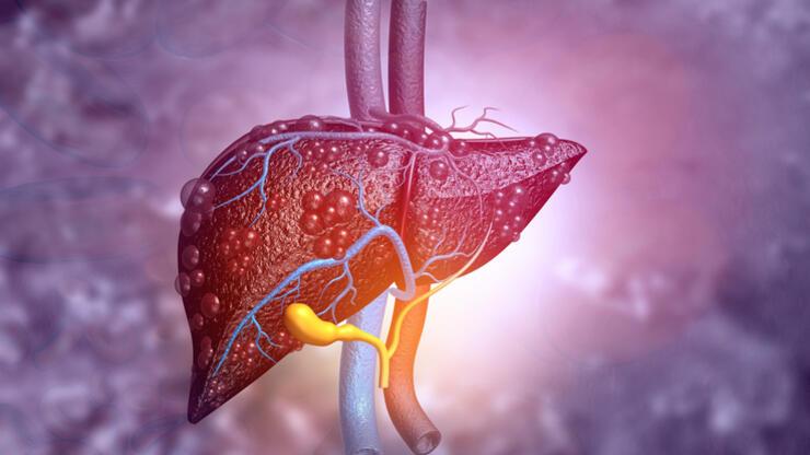 Karaciğerin Görevleri Nelerdir? Karaciğer Vücutta Ne İşe Yarar?