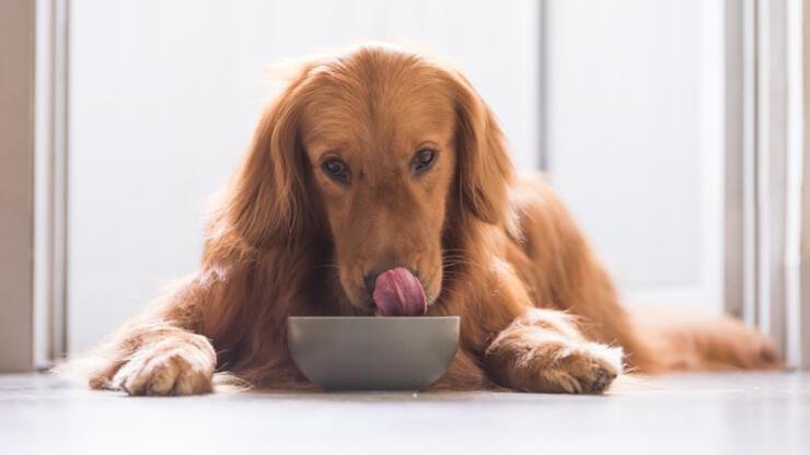 Vegan beslenme, köpeklerin sağlığını olumsuz etkiler mi? 1 yıl süren araştırmanın sonucu yayınlandı