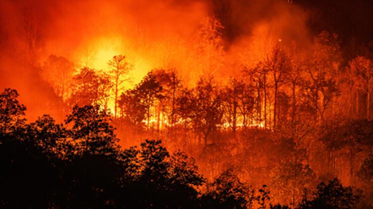Meksika'da orman yangını: 50 hektar alan küle döndü - Dünyadan Haberler