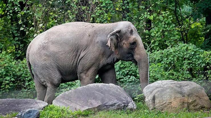 Dünyanın en yalnız fili Mutlu'nun çarpıcı hikayesi