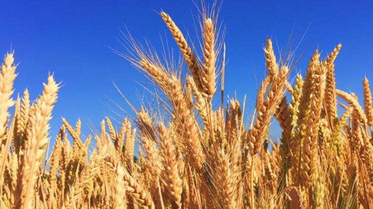 TMO buğday alım fiyatları 2022 açıklandı! TMO buğday fiyatları ne kadar olacak?