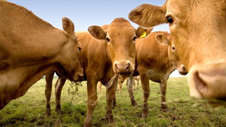 Yeni Zelanda’dan flaş karar: Koyun ve sığırların 'gazları' vergilendirilecek