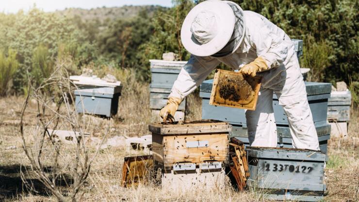 Avustralya'da parazit endişesi: Arılar kovanlara kapatıldı