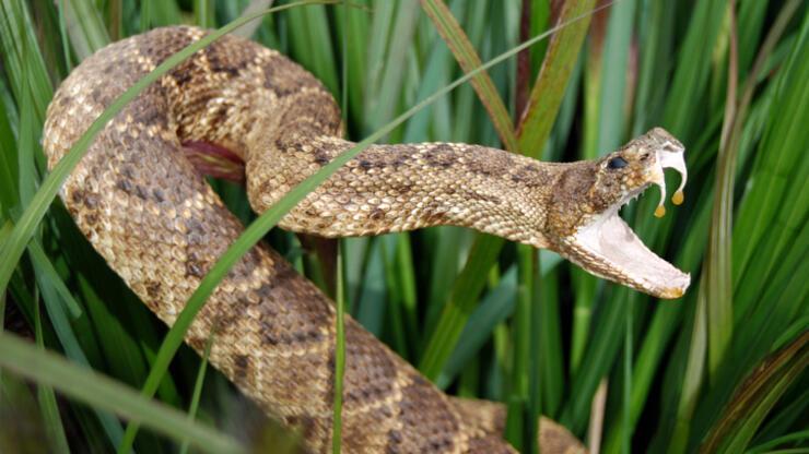 İngiltere'de yılanların ısırdığı kişilerin sayısı artıyor