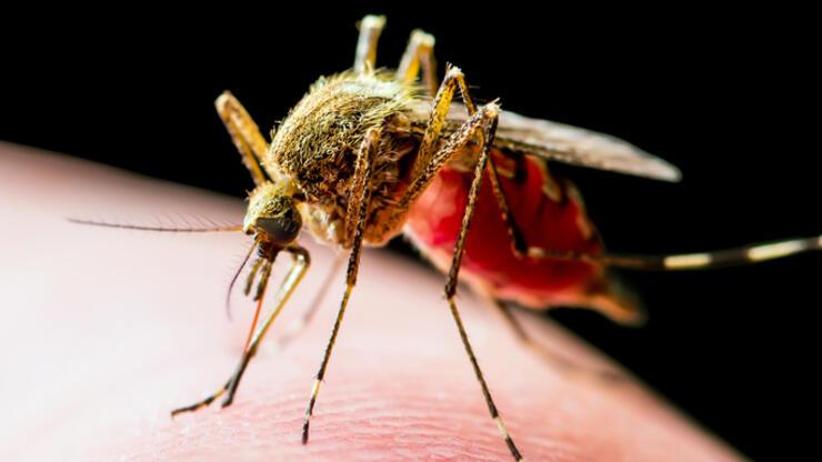 Aedes sivrisinek ısırığı belirtileri neler, bulaşıcı mı, nasıl geçer? İstanbul'da yeni tehlike!