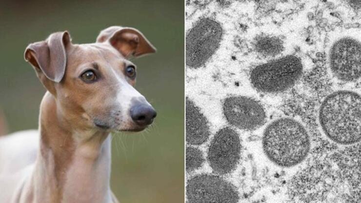Fransa’da sahibinden köpeğine maymun çiçeği virüsü bulaştı
