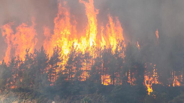 Cezayir’deki orman yangınlarında can kaybı 26’ya yükseldi