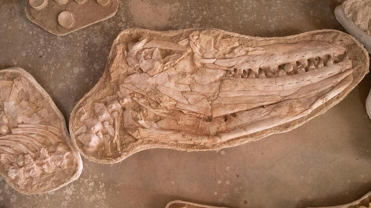 66 milyon yıl önce denizlerin hakimiydi: Dev deniz kertenkelesine ait fosil bulundu