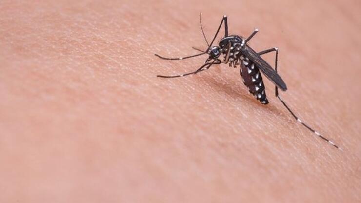 Sivrisinek sokmasına ne iyi gelir? Sivrisinek ısırmasına ne iyi gelir? Sivrisinek ısırığı kaşıntısı nasıl geçirir, neden şişer? Koruyucu doğal yöntemler! 