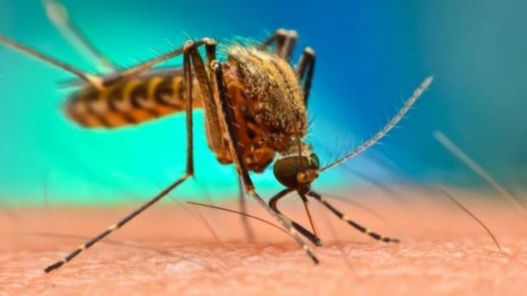 Culex ne demek, sivrisineklerden mi bulaşır? Batı Nil Virüsü belirtileri nelerdir? Batı Nil Virüsü öldürür mü, Türkiye'de var mı?