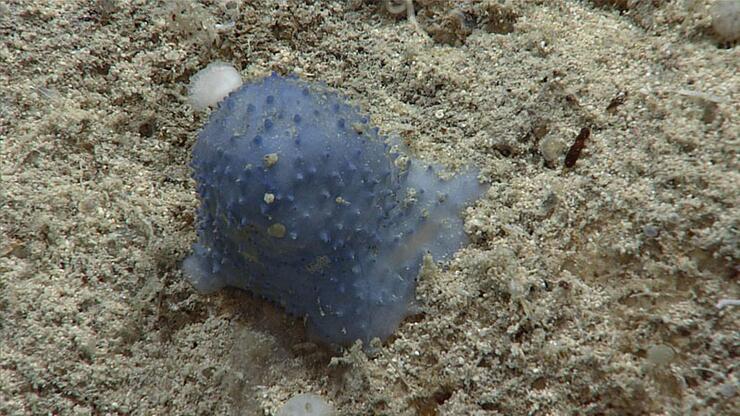 Atlantik Okyanusu derinliklerinde keşfedildi: Türü henüz belirlenemeyen ‘mavi ve yapışkan’ canlı gizemini koruyor