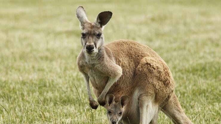 Avustralyalı adam, evcil hayvan olarak beslediği kanguru tarafından öldürüldü