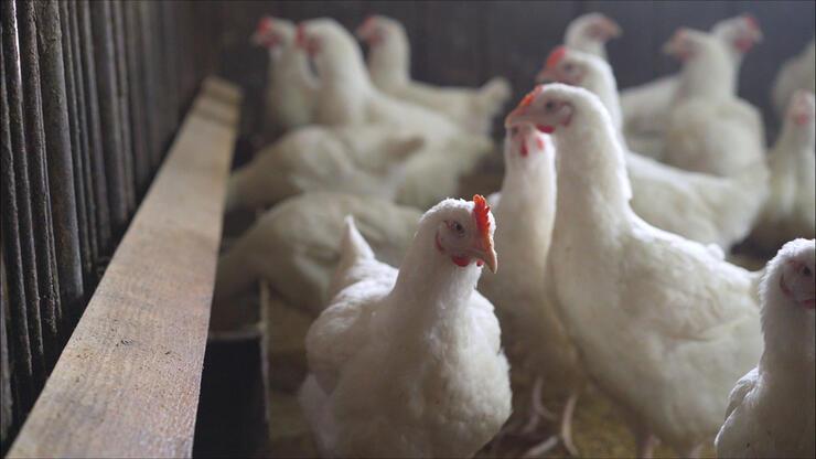 Hollanda'da çiftçiler endişeli: Kuş gribi tehdidi büyüyor