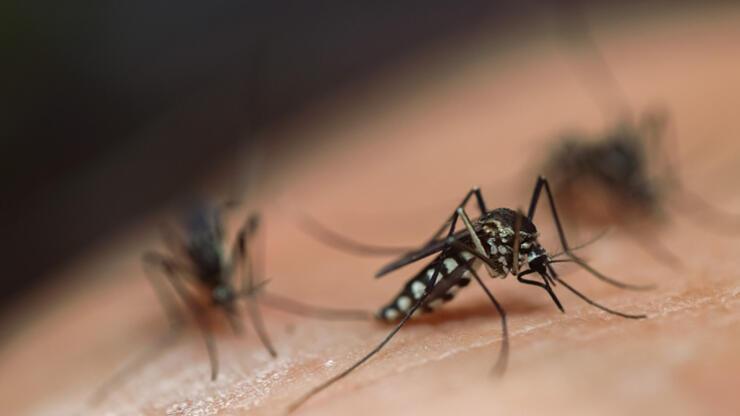 Aedes sivrisinek ısırığı belirtileri neler? Aedes sivrisineği bilgileri!