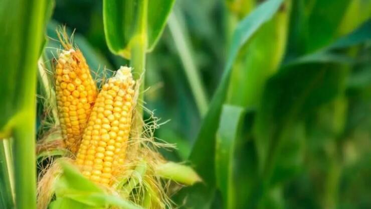 AB mısır üretiminin 15 yılın en düşük seviyesine inmesini bekleniyor