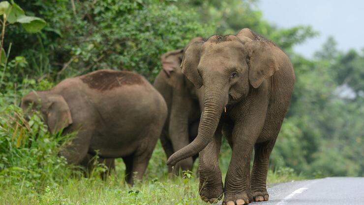 Tayland'da filler sosyal medyada canlı yayınlarla yem parası kazanıyor