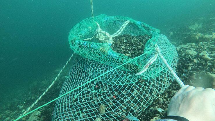 Marmara Denizi'nde kaçak avlanan 1 ton midye ele geçirildi 