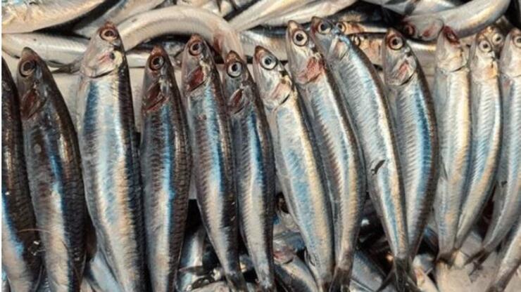 Uzmanından açıklama: En besleyici balık, kılçıklarıyla tüketin!