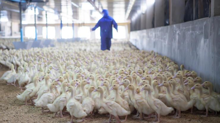 Güney Kore'de ördek çiftliğinde kuş gribi alarmı