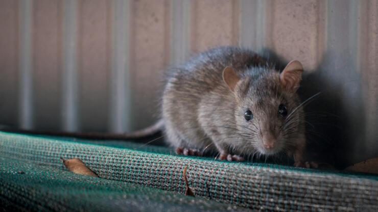 New York belediyesi yıllık 170 bin dolar maaşla fare avcısı arıyor 