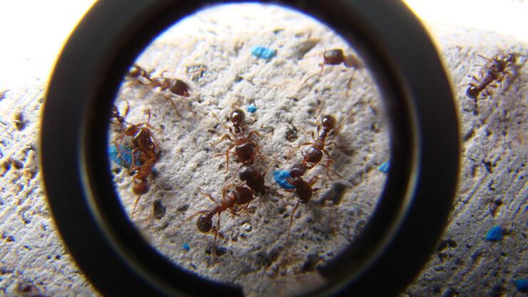  Karıncaların süt benzeri bir sıvı salgıladığı ortaya çıktı