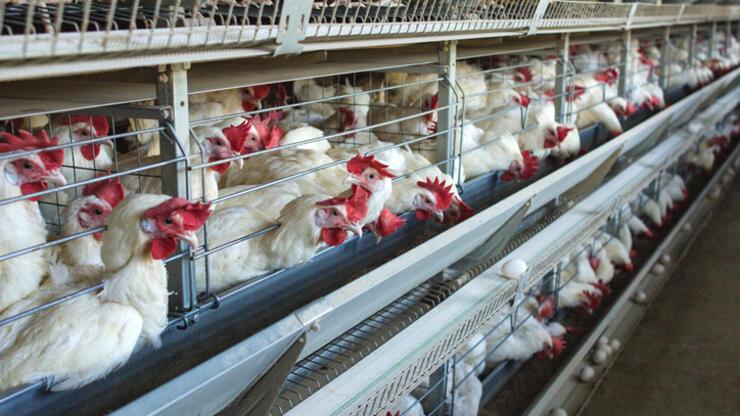 Tayvan'da kuş gribi alarmı: 8 bin 599 tavuk itlaf edildi